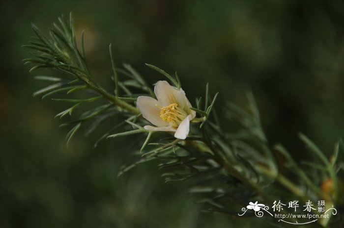 骆驼蓬Peganum harmala 骆驼蓬Peganum harmala