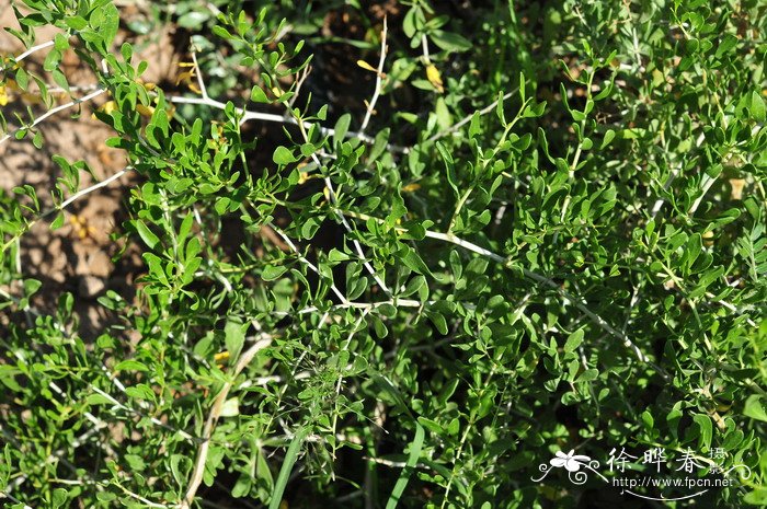 小果白刺Nitraria sibirica 小果白刺Nitraria sibirica