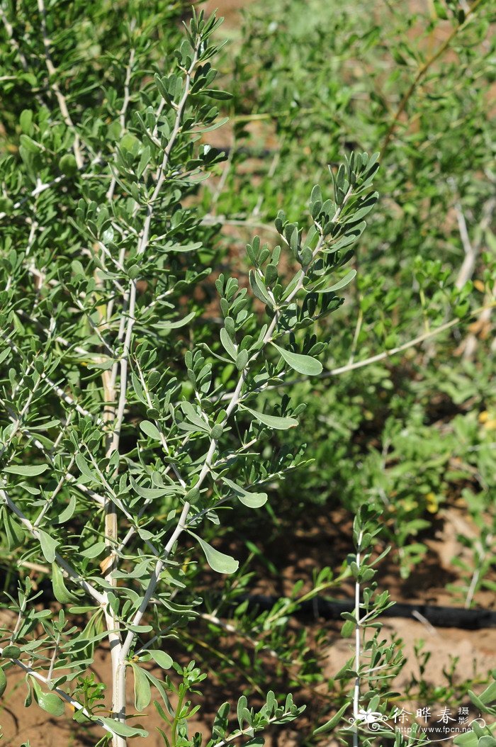 小果白刺Nitraria sibirica 小果白刺Nitraria sibirica