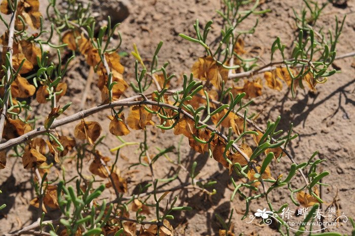 霸王Zygophyllum xanthoxylon 霸王Zygophyllum xanthoxylon