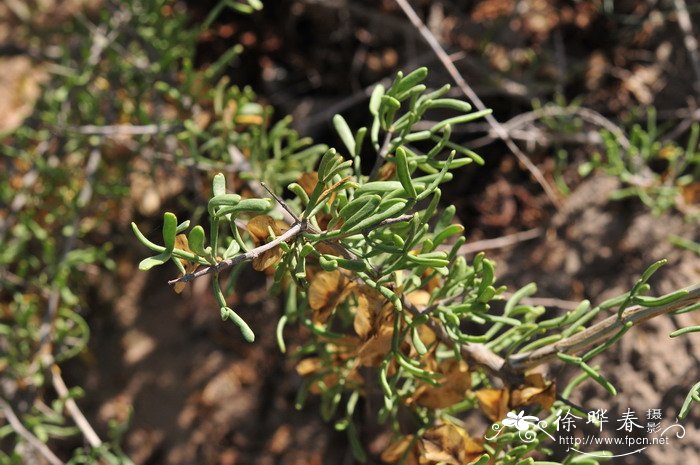 霸王Zygophyllum xanthoxylon 霸王Zygophyllum xanthoxylon