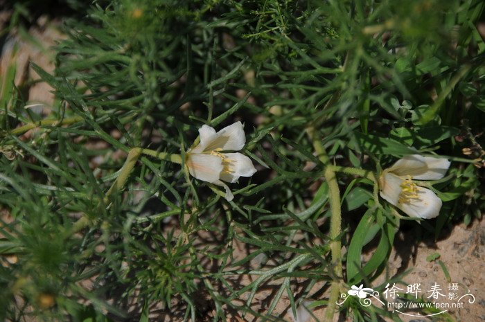 骆驼蓬Peganum harmala 骆驼蓬Peganum harmala