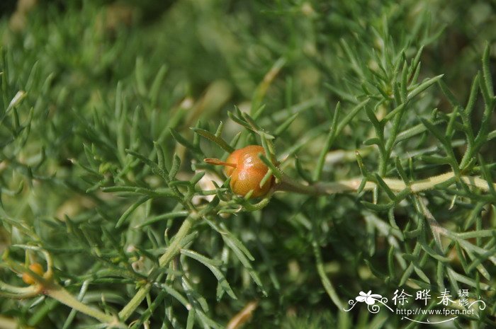 骆驼蓬Peganum harmala 骆驼蓬Peganum harmala