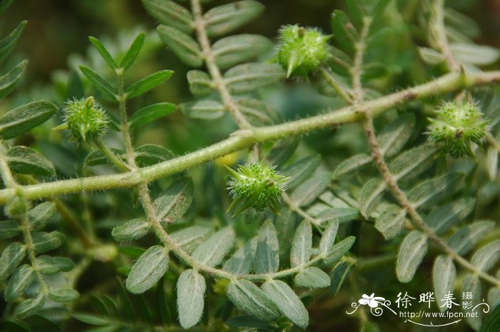 蒺藜Tribulus terrestris 蒺藜Tribulus terrestris