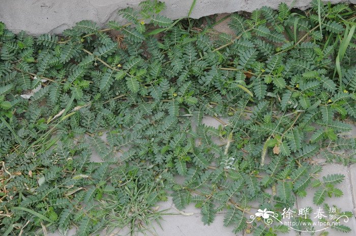 蒺藜Tribulus terrestris