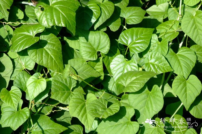 白粉藤Cissus repens 白粉藤Cissus repens