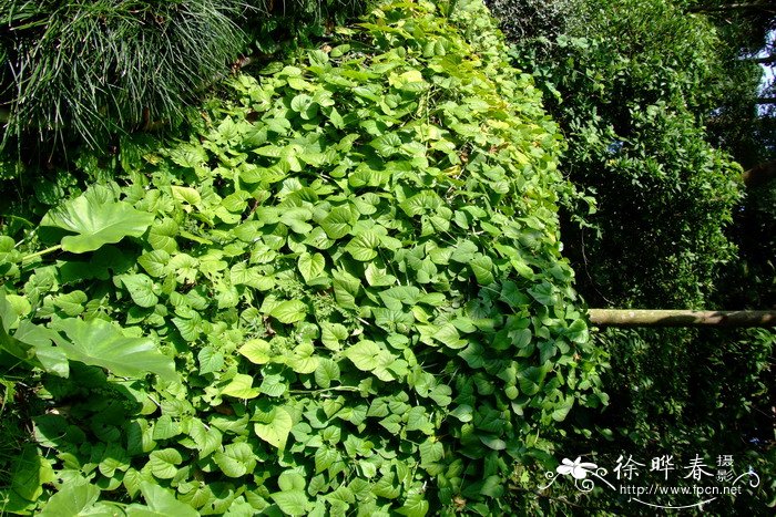 白粉藤Cissus repens 白粉藤Cissus repens