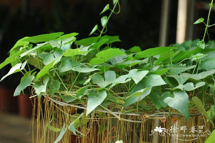锦屏藤Cissus sicyoides 锦屏藤Cissus sicyoides