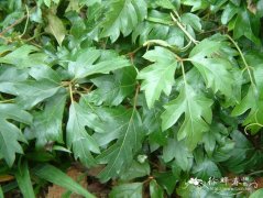 羽裂菱叶藤Cissus alata