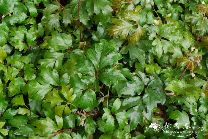 羽裂菱叶藤Cissus alata 羽裂菱叶藤Cissus alata