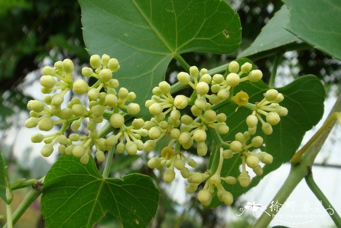锦屏藤Cissus sicyoides 锦屏藤Cissus sicyoides