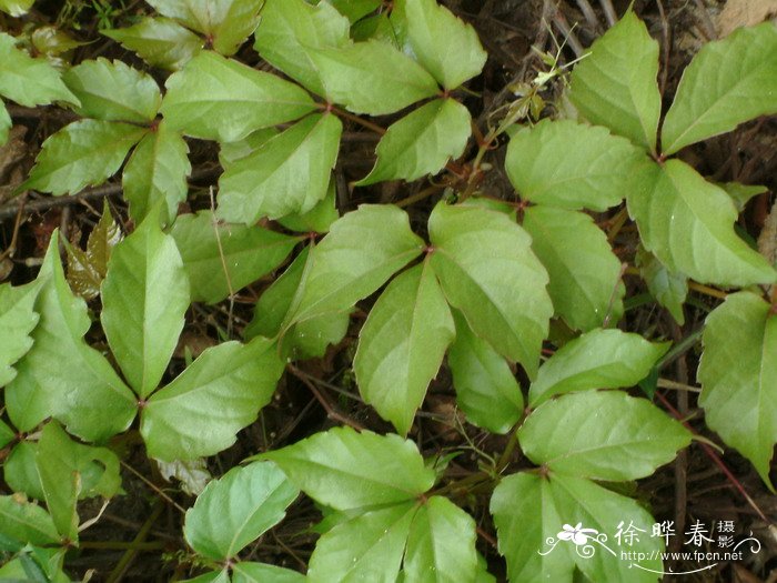 异叶地锦Parthenocissus dalzielii 异叶地锦Parthenocissus dalzielii