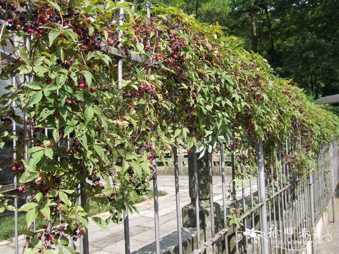 异叶地锦Parthenocissus dalzielii 异叶地锦Parthenocissus dalzielii