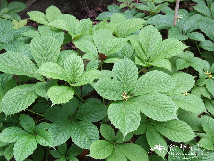 绿叶爬墙虎Parthenocissus laetevirens 绿叶爬墙虎Parthenocissus laetevirens