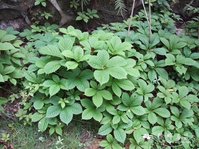 绿叶爬墙虎Parthenocissus laetevirens 绿叶爬墙虎Parthenocissus laetevirens