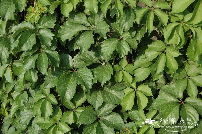 五叶地锦Parthenocissus quinquefolia