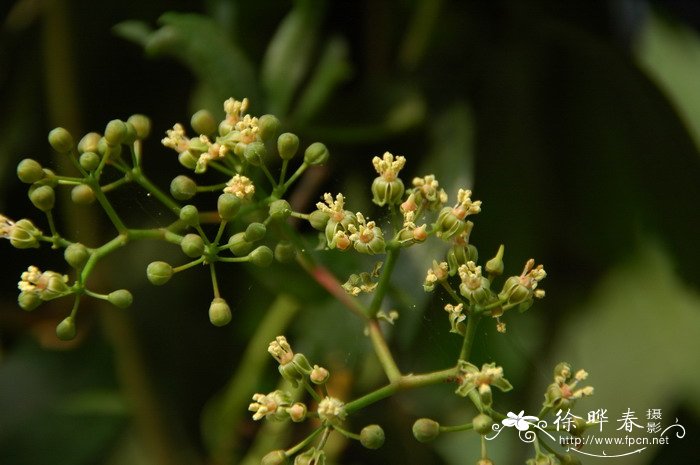 五叶地锦Parthenocissus quinquefolia