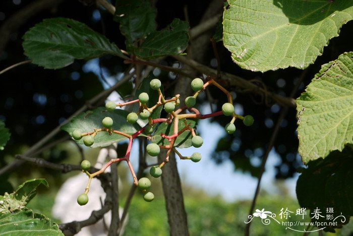 五叶地锦Parthenocissus quinquefolia