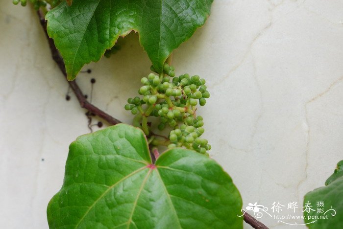 地锦Parthenocissus tricuspidata