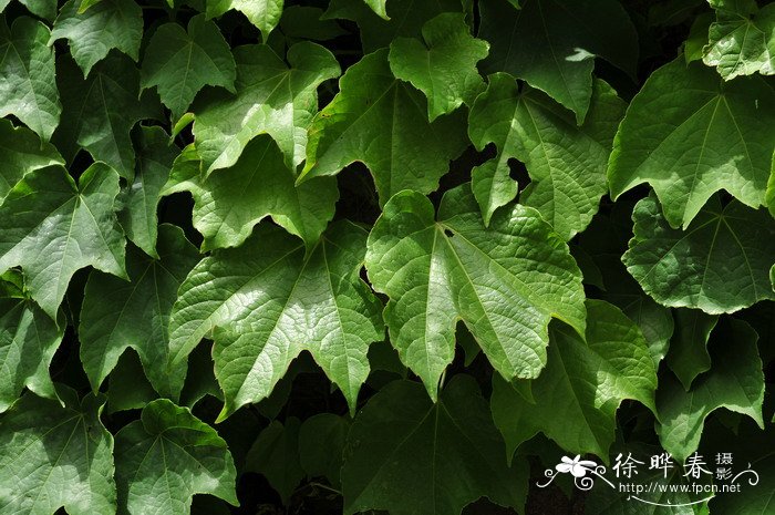地锦Parthenocissus tricuspidata 地锦Parthenocissus tricuspidata