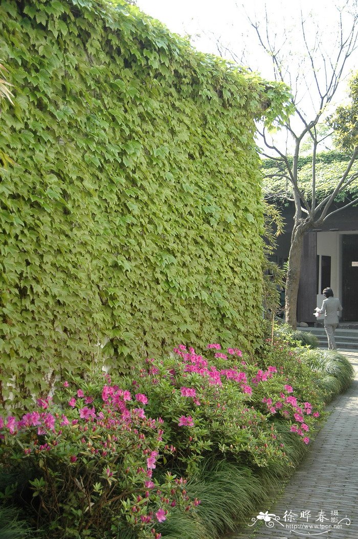 地锦Parthenocissus tricuspidata 地锦Parthenocissus tricuspidata