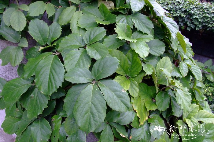 茎花崖爬藤Tetrastigma cauliflorum