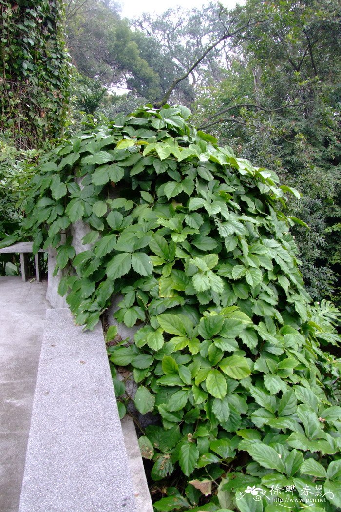 茎花崖爬藤Tetrastigma cauliflorum