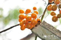 扁担藤Tetrastigma planicaule