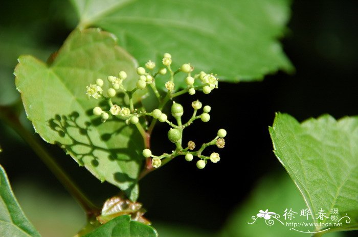 山葡萄Vitis amurensis 山葡萄Vitis amurensis