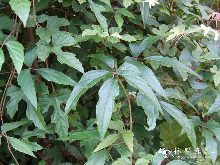 变叶葡萄Vitis piasezkii 变叶葡萄Vitis piasezkii