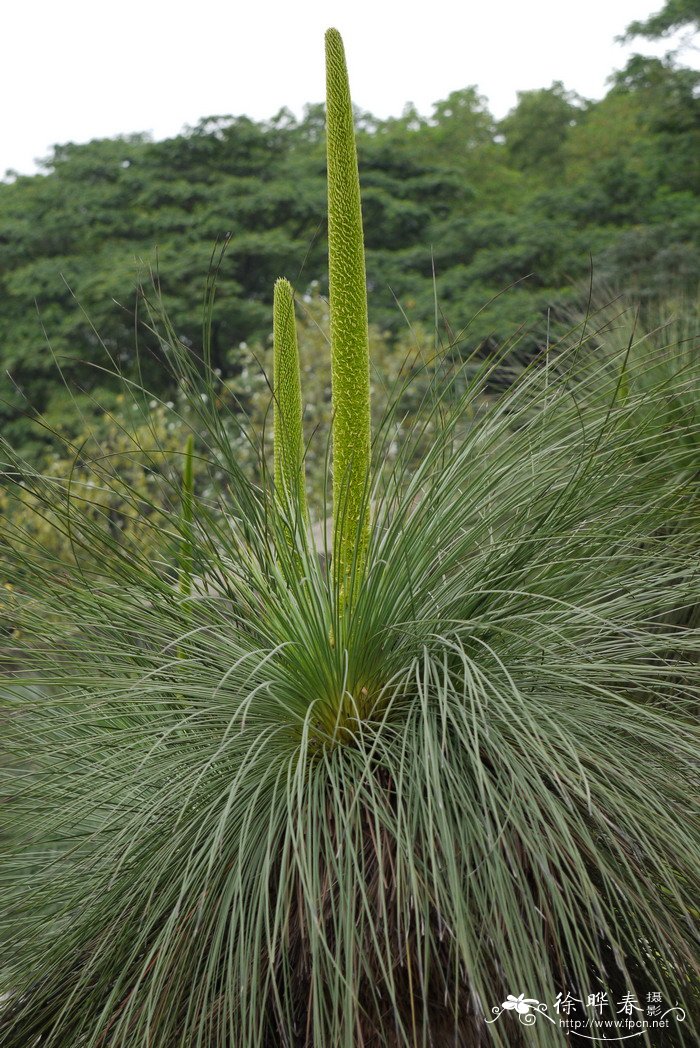 黑仔树Xanthorrhoea australis 黑仔树Xanthorrhoea australis
