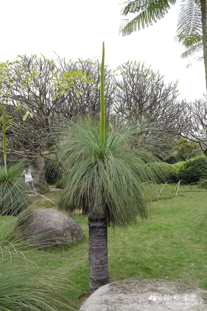 黑仔树Xanthorrhoea australis