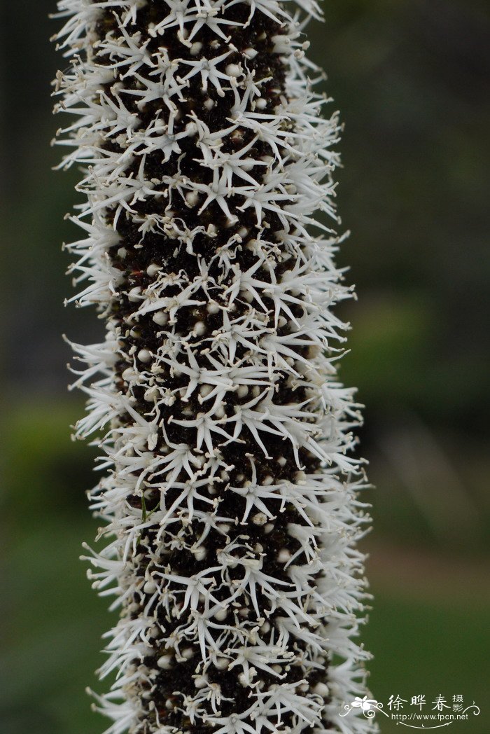 黑仔树Xanthorrhoea australis 黑仔树Xanthorrhoea australis
