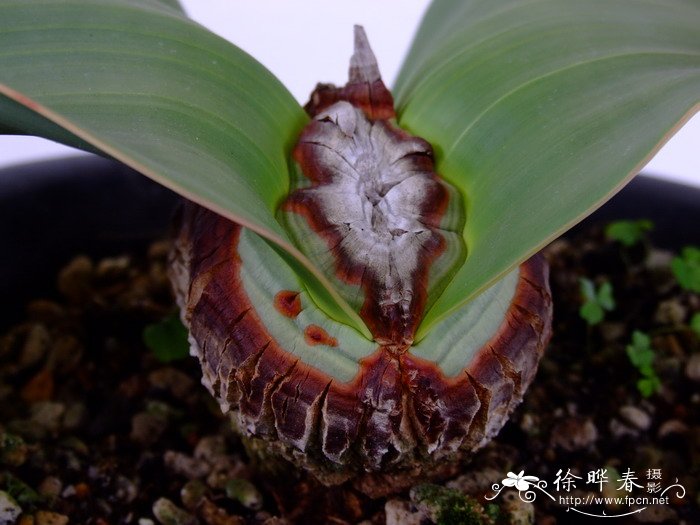 百岁兰Welwitschia mirabilis