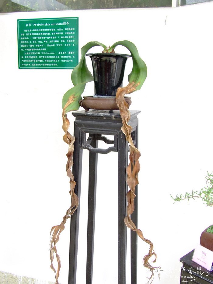 百岁兰Welwitschia mirabilis 百岁兰Welwitschia mirabilis