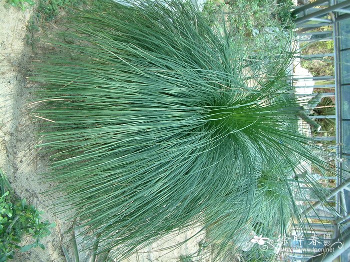 黑仔树Xanthorrhoea australis 黑仔树Xanthorrhoea australis