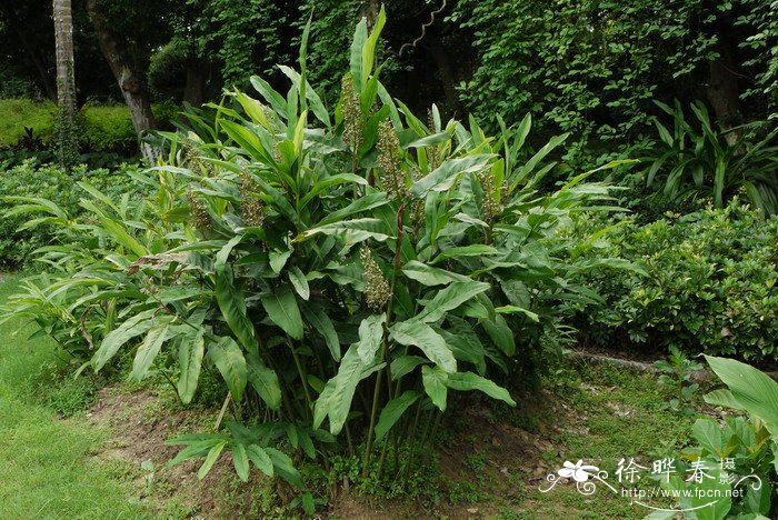 红豆蔻Alpinia galanga 红豆蔻Alpinia galanga