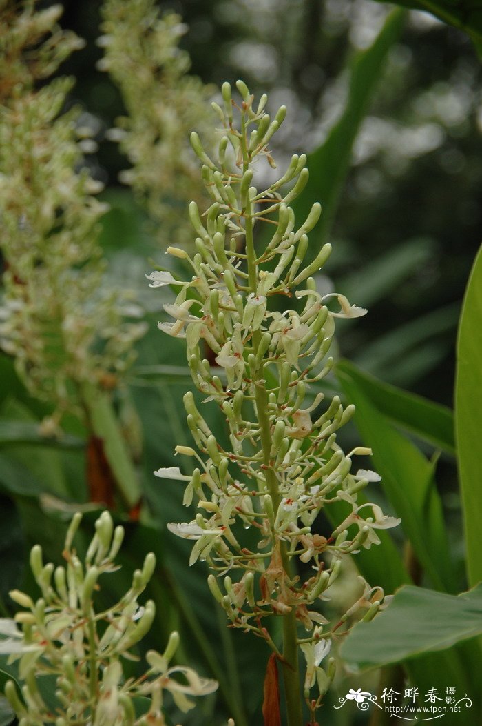 红豆蔻Alpinia galanga 红豆蔻Alpinia galanga
