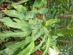 桂南山姜Alpinia guinanensis