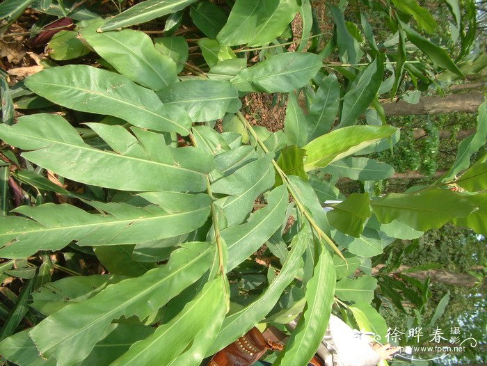 桂南山姜Alpinia guinanensis 桂南山姜Alpinia guinanensis