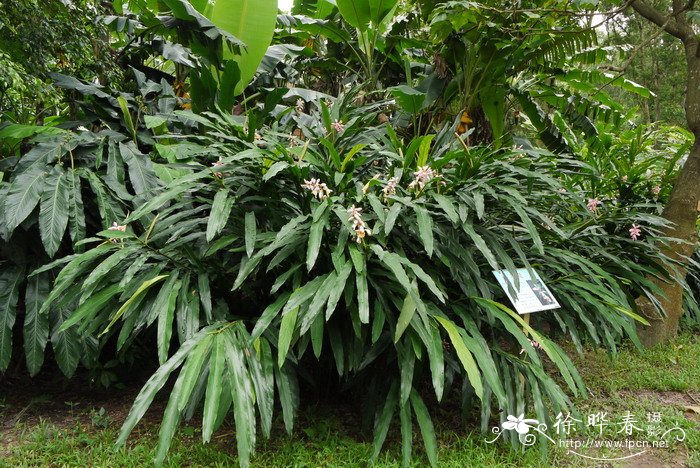 海南山姜Alpinia hainanensis 海南山姜Alpinia hainanensis