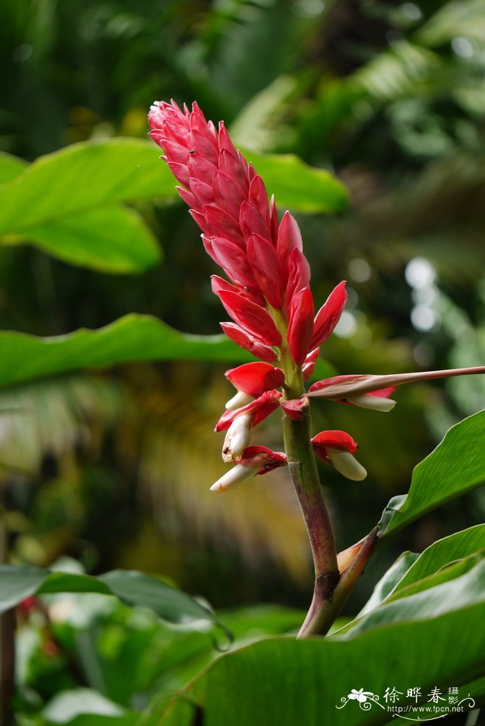 ‘红多’山姜Alpinia 'Hongduo' ‘红多’山姜Alpinia 'Hongduo'
