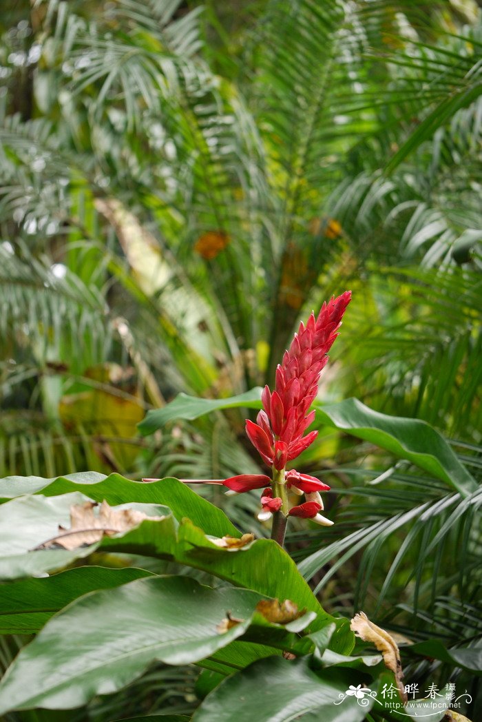 ‘红多’山姜Alpinia 'Hongduo' ‘红多’山姜Alpinia 'Hongduo'