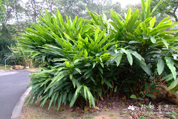 草豆蔻Alpinia katsumadai 草豆蔻Alpinia katsumadai