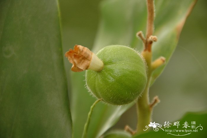 草豆蔻Alpinia katsumadai 草豆蔻Alpinia katsumadai