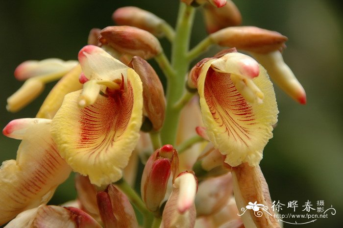 多花山姜Alpinia polyantha