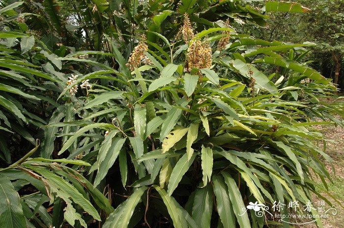 多花山姜Alpinia polyantha