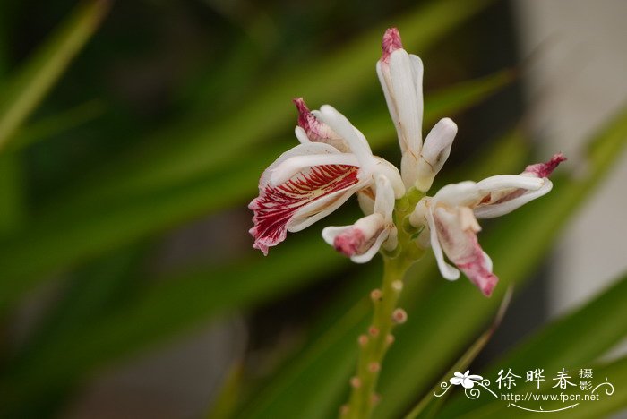 高良姜Alpinia officinarum