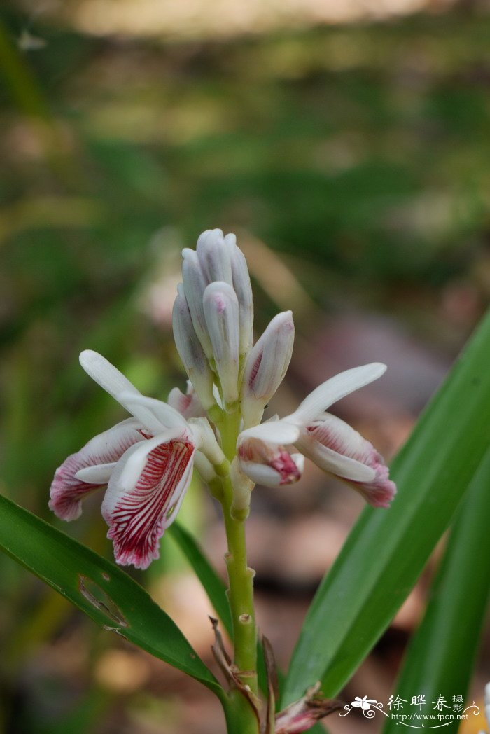 高良姜Alpinia officinarum