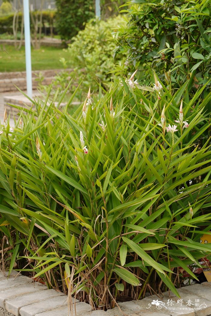 高良姜Alpinia officinarum